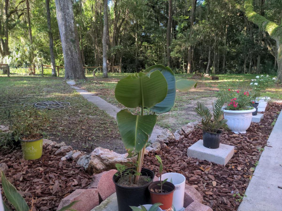 Micanopy Countyline Cottages Εξωτερικό φωτογραφία